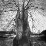 14.Un-Rolled Weeping Purple Beech Tree 3