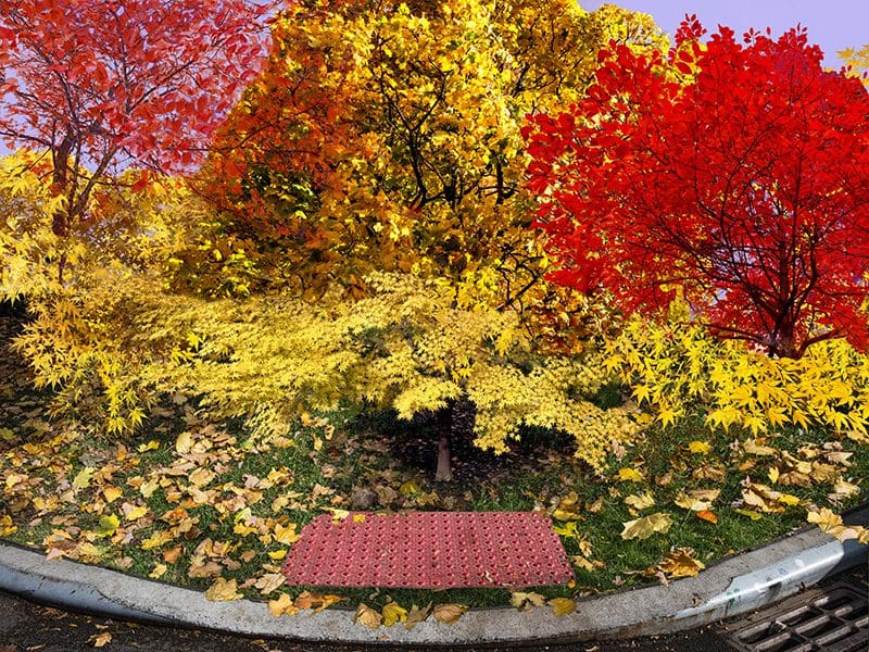 New York City Fall Colors 3.47GB LUDF