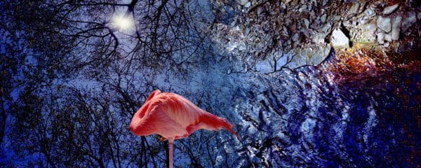 flamingo Photograph with blue background