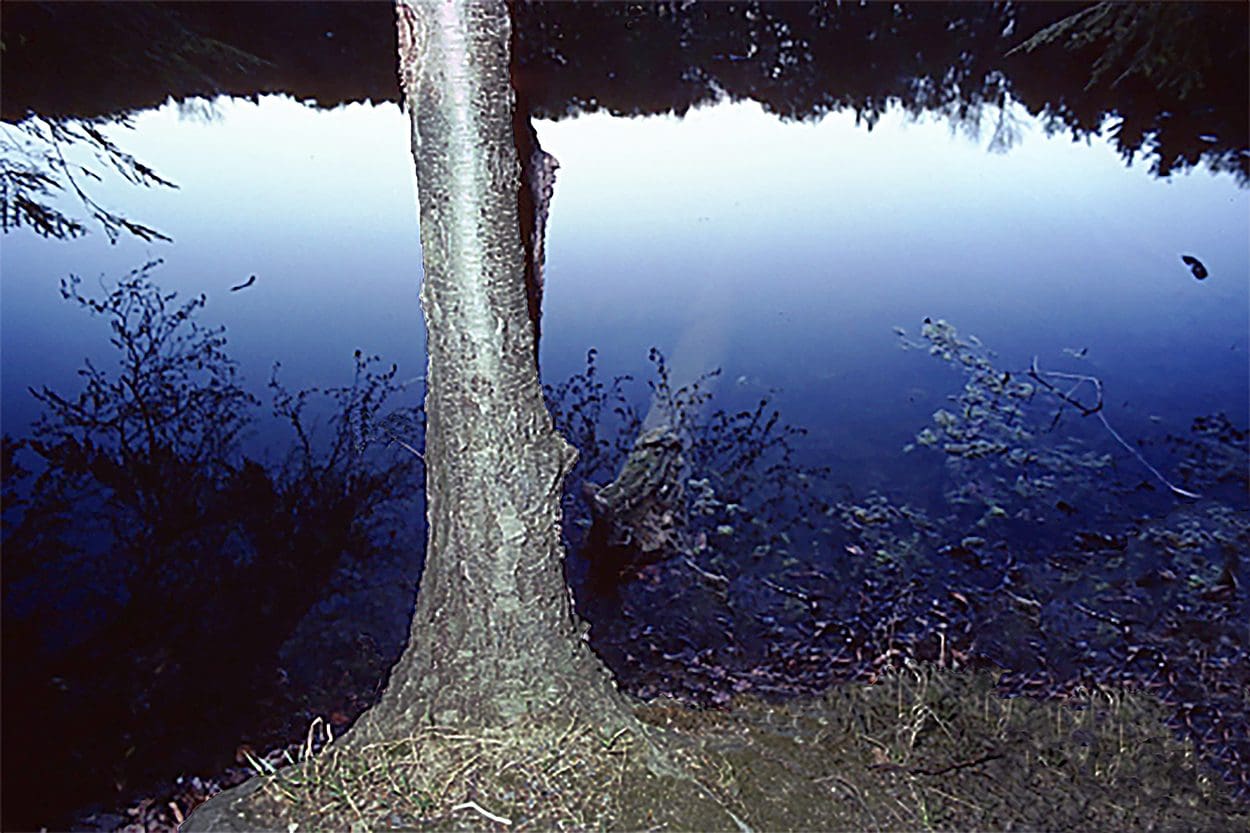 Photograph of a tree Trunk and water in background