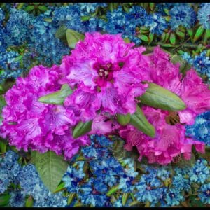 Rhododendrons and Emomi Photograph