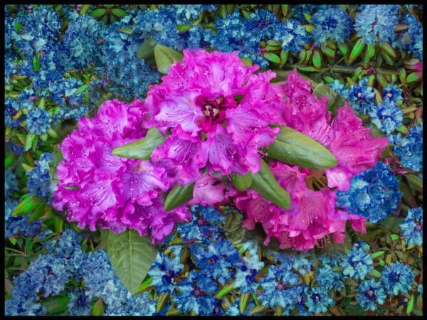 Rhododendrons and Emomi Photograph