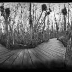 Cyprus Swamp black and white Photograph