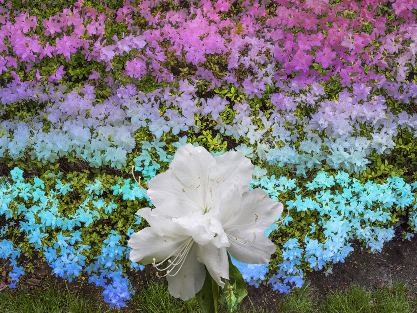 Azaleas and Leaf Bug JPEG Photograph