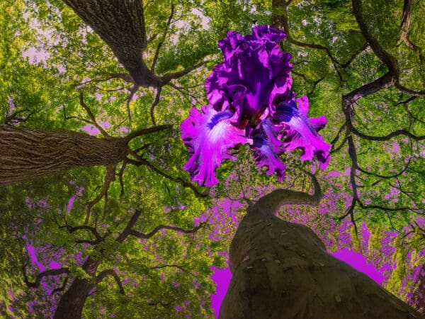 Iris Canopy